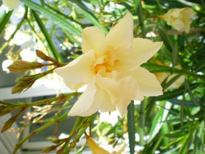 olli gelb nah0001.JPG