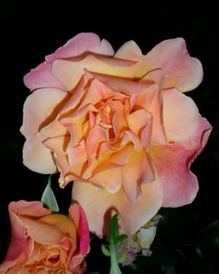 rose0001.JPG