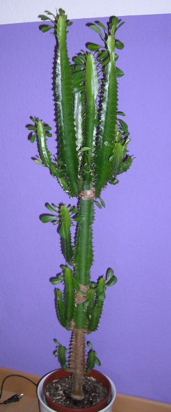 gymnocalycium bruchii Gymnocalycium bruchii – Cyprus Cactus main image 0