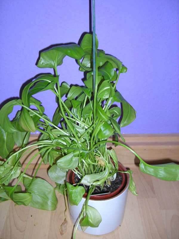 vanilla variegata Vanilla planifolia variegada — Ecuagenera USA Corp