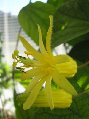 citrina opencloseup.JPG