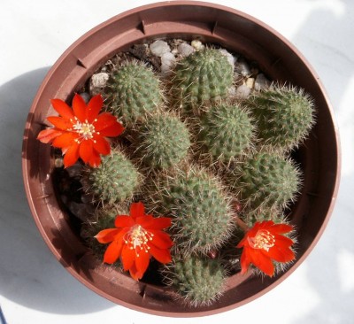 Rebutia.jpg