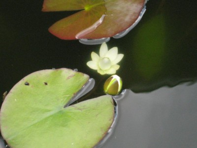 weiße Seerose.jpg