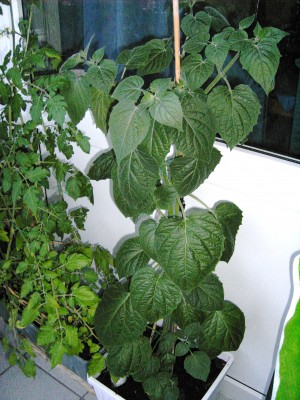 Physalis 1.JPG