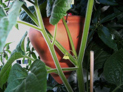 Blüte Physalis.JPG