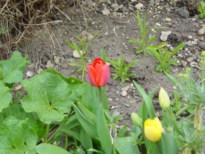 Tulpe 6. Tag.jpg