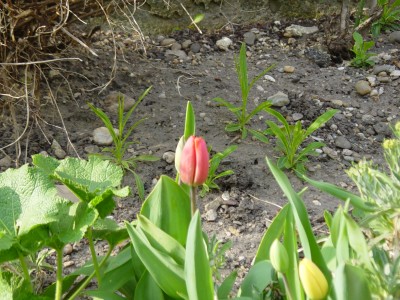 Tulpe 5. Tag.jpg