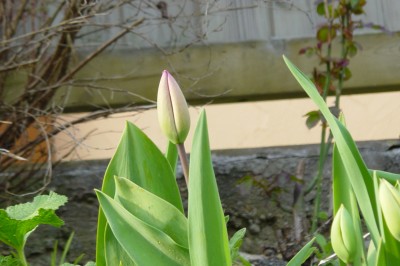 Tulpe 1. Tag.jpg