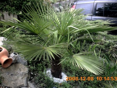 garten 07 2008 018.jpg