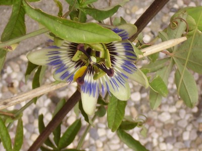 Passiflora.jpg