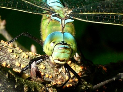 5.08.08___Gunter 011.jpg