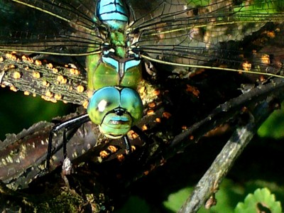 5.08.08___Gunter 010.jpg