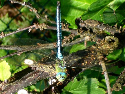 5.08.08___Gunter 009.jpg