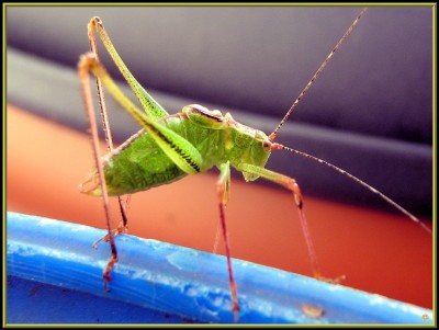 20er IMG_5286  3zu4.JPG