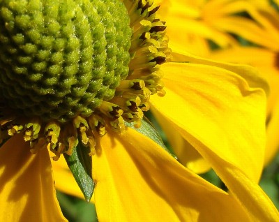 05.08.2008 grün.jpg