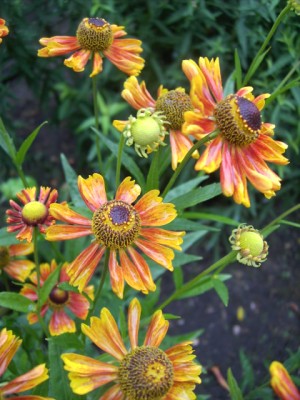 Sonnenbraut Rotkäppchen.jpg