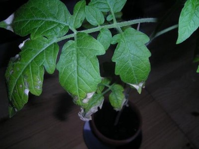 tomate1.JPG