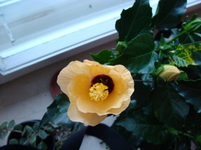 Hibiscus2.jpg