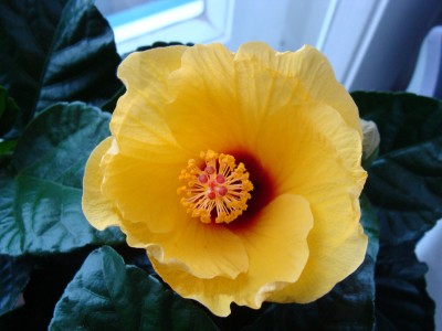 Hibiscus1.jpg
