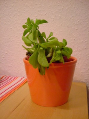 DSCF4955.JPG