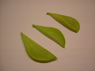 DSCF4956.JPG