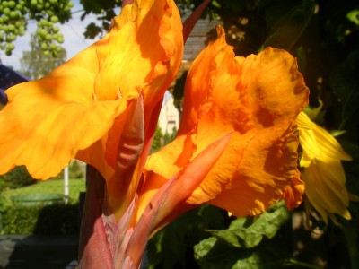 canna 001.JPG