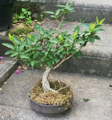 Forsythie ca. 7 Jahre alt.jpg