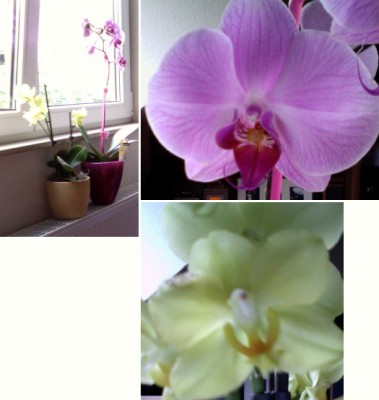 orchideen.jpg