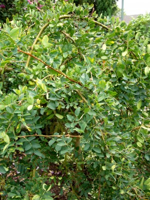 Erbsenstrauch 002.jpg