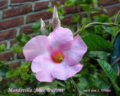 Mandeville - 4 Jahre alt w.jpg