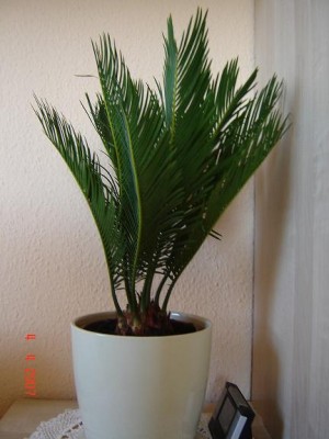 Palmfarn.jpg