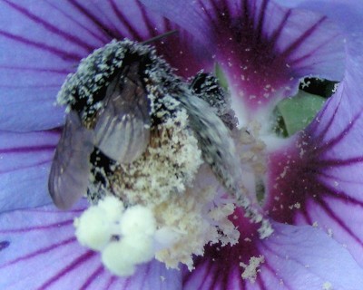 gepuderte Hummel 1 w.jpg