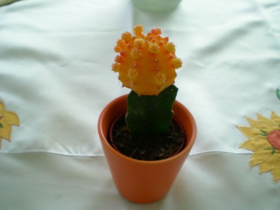 DSCN06210001.JPG