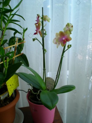 DSCN06220001.JPG
