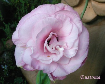 Eustoma rosa w.jpg
