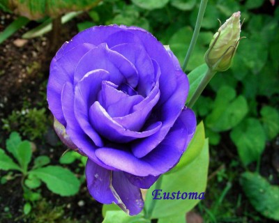 Eustoma blau w.jpg
