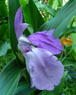 Ingwerorchi purpur w.jpg