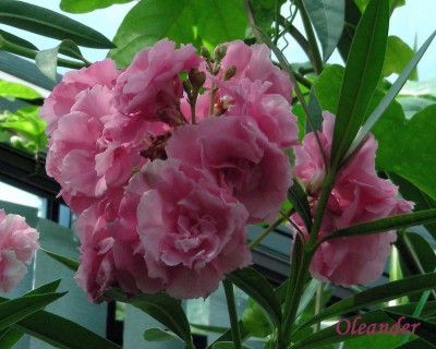 Oleander w.jpg