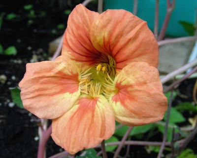 Kapuzinerkresse w.jpg