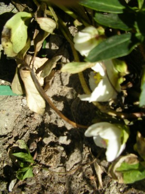 SANY0033.JPG