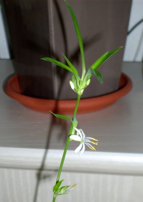 Grünlilie blüht.jpg