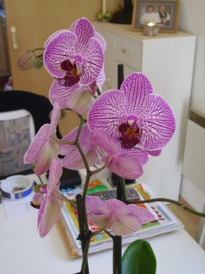 Phal.Geb.tag.jpg