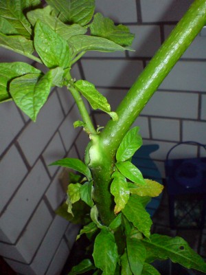 DSC00340.JPG