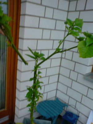 DSC00339.JPG