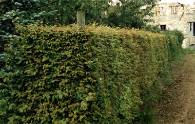 Hainbuche.jpg