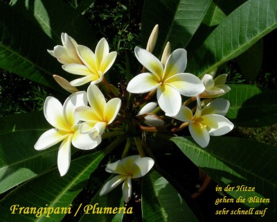 ganz viele Plumi-Blüten w.jpg