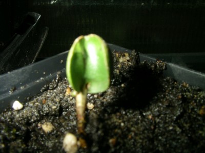 ewiger keimling 002.JPG