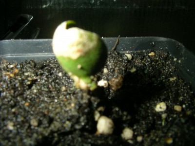 ewiger keimling 001.JPG