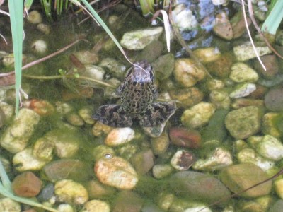 Frosch.jpg