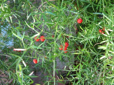 schöne blumen 035.jpg